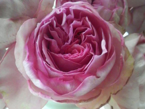 【万紫月季园】伊芙卡隆