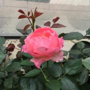 【万紫月季园】伊芙夏娃/三号