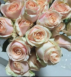 【万紫月季园】珍珠雪山 新品玫瑰花苗 庭院花卉 四季开花