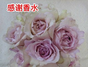 【万紫月季园】 伊芙感谢香水 新品伊芙系列灌木大花浓香月季花