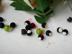 100粒倒地铃种子,炮卜草三角藤包袱草假苦瓜(发顺丰快递)