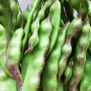 东北大宽油豆角种籽四季农家黑龙江蔬菜豆角种孑无架豆菜籽种大全