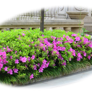 庭院常绿色块春鹃苗毛杜鹃单瓣紫映山红毛娟苗花坛苗圃直供工程苗