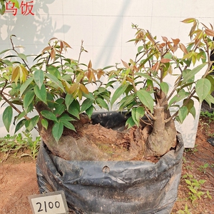 乌饭树桩盆景南烛树熟桩结果观赏天然黑色素室内绿植盆栽