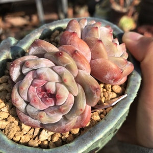 双头雪天使 韩国精品老桩 绿植盆栽 肉肉植物 一物一拍 栀子多肉