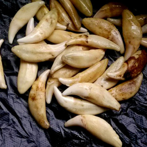 真狗牙项链狼牙吊坠饰品黑狗牙项链藏獒牙本命年宝宝大号免费打孔