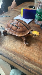 金钱龟模型 黄缘龟模型 观赏龟 宠物龟 小孩玩具