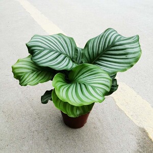 北欧风网红大叶植物青苹果竹芋办公室内桌面好养四季常青绿植盆栽