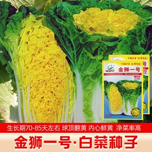秋播黄心白菜新品种金狮一号翻黄心大白菜种子秋冬季优质黄菜种籽