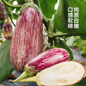 泰国金丝茄竹丝茄早茄子克米特茄子种子 紫茄 圆茄长茄线茄 茄果