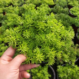 佛甲草盆栽室内阳台垂吊植物黄金佛甲草假山草易爆盆两盆包邮