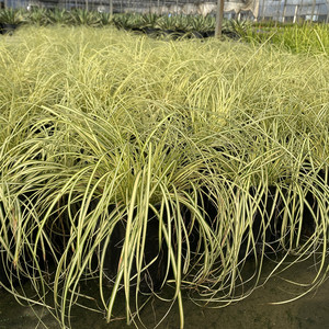 金叶苔草盆栽庭院室外植物多年生耐寒耐热埃弗里斯特苔草四季长绿