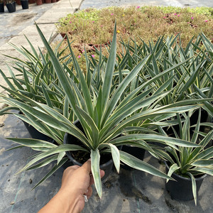 花镜植物金边凤尾兰盆栽龙舌兰庭院花园地被宿根花卉金叶斯兰包邮