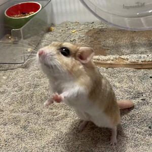 家养仓鼠通心粉鼠幼崽活物纯种活体小型宠物学生宿舍粘人肥尾沙鼠