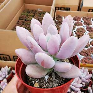 虞美人多肉大单头精选一物一拍叶植庭多肉景天老桩盆栽室内