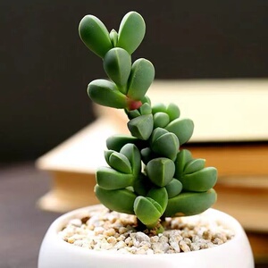 鹿角海棠多肉植物易爆盆群生好养全店满38包邮童话园艺