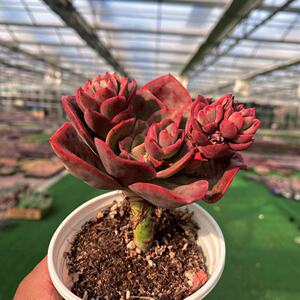 红梅玫瑰新品多肉好养出状态红色多年生童话园艺全店满38包邮