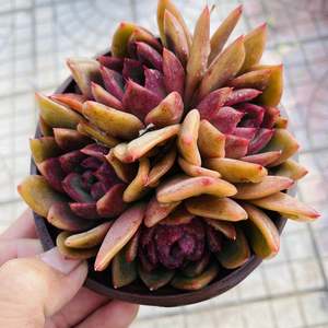 精品黑玫瑰女王多肉植精品稀有多肉贵货满38包邮