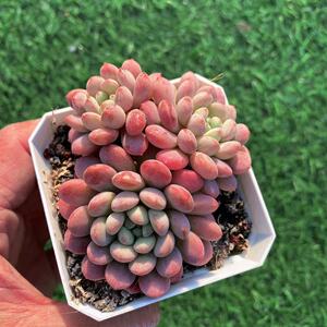 小红蛋多肉精品韩货肉肉好看好养童话园艺全店满38包邮