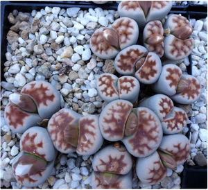 德国种源生石花多肉种子c168 美熏玉 10粒