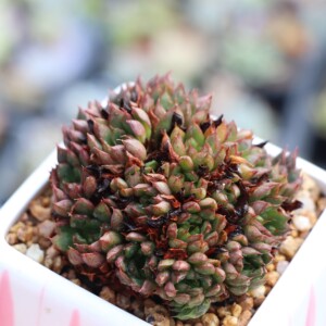 【一物一拍】猫眼石群生多肉植物多头紧实小和锦老桩盆栽满38包邮