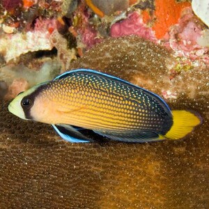 活体海水鱼莓红点黄蓝白鼻印度双色紫草莓美国黄尾珍珠鬼王2人付款35