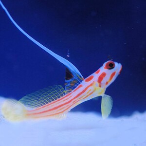 热卖 活体海水鱼 活体珊瑚 喷射机 红斑节虾虎 黑天线虾虎 白虾虎