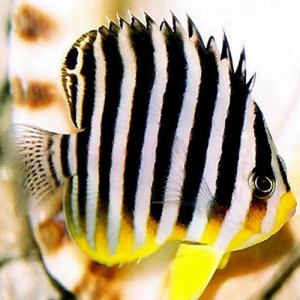 海水鱼 珊瑚缸 十一间仙 死亡包赔