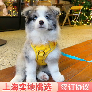 陨石边牧纯种边境牧羊犬 双血统黑白咖啡金边幼犬 上海可实地挑选