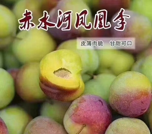 赤水河凤凰李宣传广告图片