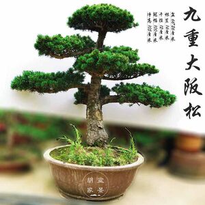 九重大阪松