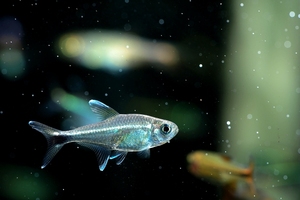 南美进口小型热带观赏鱼 蓝线金灯 蓝线精灵灯2-3厘米定水现货