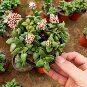 神童多肉植物大颗群生阳台花卉盆栽组合美观红花美观28元包邮