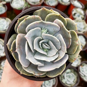双子座多肉植物大颗老桩阳台花卉绿植盆栽组合美观28元包邮新手