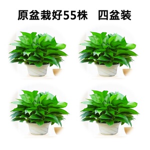 绿萝盆栽植物室内水培绿箩长藤常绿叶花卉吸甲醛绿罗水养吊兰禄萝