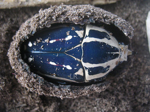 乌干达花金龟  标本 一区 mecynorhina torquata ugandensi