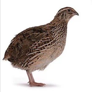 莎维法巨鹌鹑鸟活苗下蛋鸟繁殖用种蛋巨型非洲黑宠物白羽活物安纯