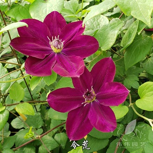 伟伟铁线莲园艺