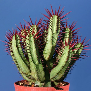 多肉植物 大戟科 红刺麒麟 euphorbia enopla 5粒种子