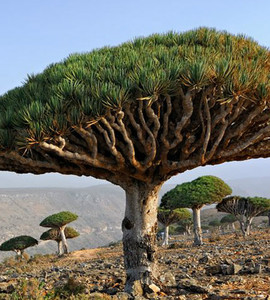 加纳利龙血树  dracaena draco 5粒种子 包邮