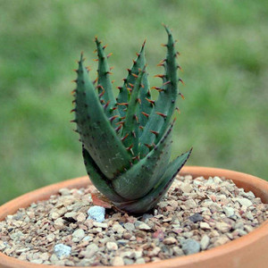 多肉植物 狮子锦 芦荟 aloe broomii 20粒种子  包邮