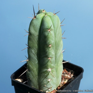 多肉 仙人掌 砧木 多闻柱 trichocereus pachanoi 50粒 种子