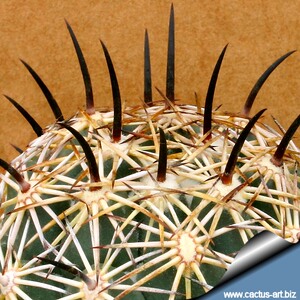 仙人球 狮子奋迅 coryphantha cornifera 20粒种子  包邮