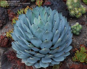多肉 龙舌兰 虚空藏 agave parryi 20粒种子 包邮