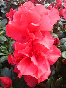陈俊杰mm淘宝霸王红花巨型花杜鹃花大带花苞名贵花卉四季开花室内