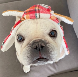 法斗帽子巴哥帽子宠物狗狗帽子雷锋帽加绒秋冬头饰拍照道具 包邮