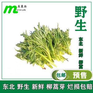 东北 野生 新鲜 柳蒿芽 东北山野菜东北特产 野菜青菜蘸酱菜 包邮