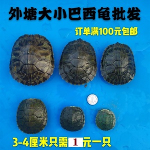 3-10CM外塘大小龟乌龟活体炫彩喷绘彩宠物龟批巴西宠物龟红耳龟发