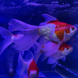 日本大日锦鲤血统玉鲭金鱼球形单尾巴鎏金金鱼广温性不加温观赏鱼