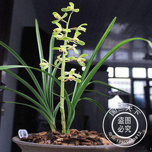 蕙兰 惠兰名品崔梅 盆栽籽播兰花苗 包邮室内绿植花卉蕙兰